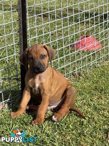 Rhodesian Ridgeback Puppies