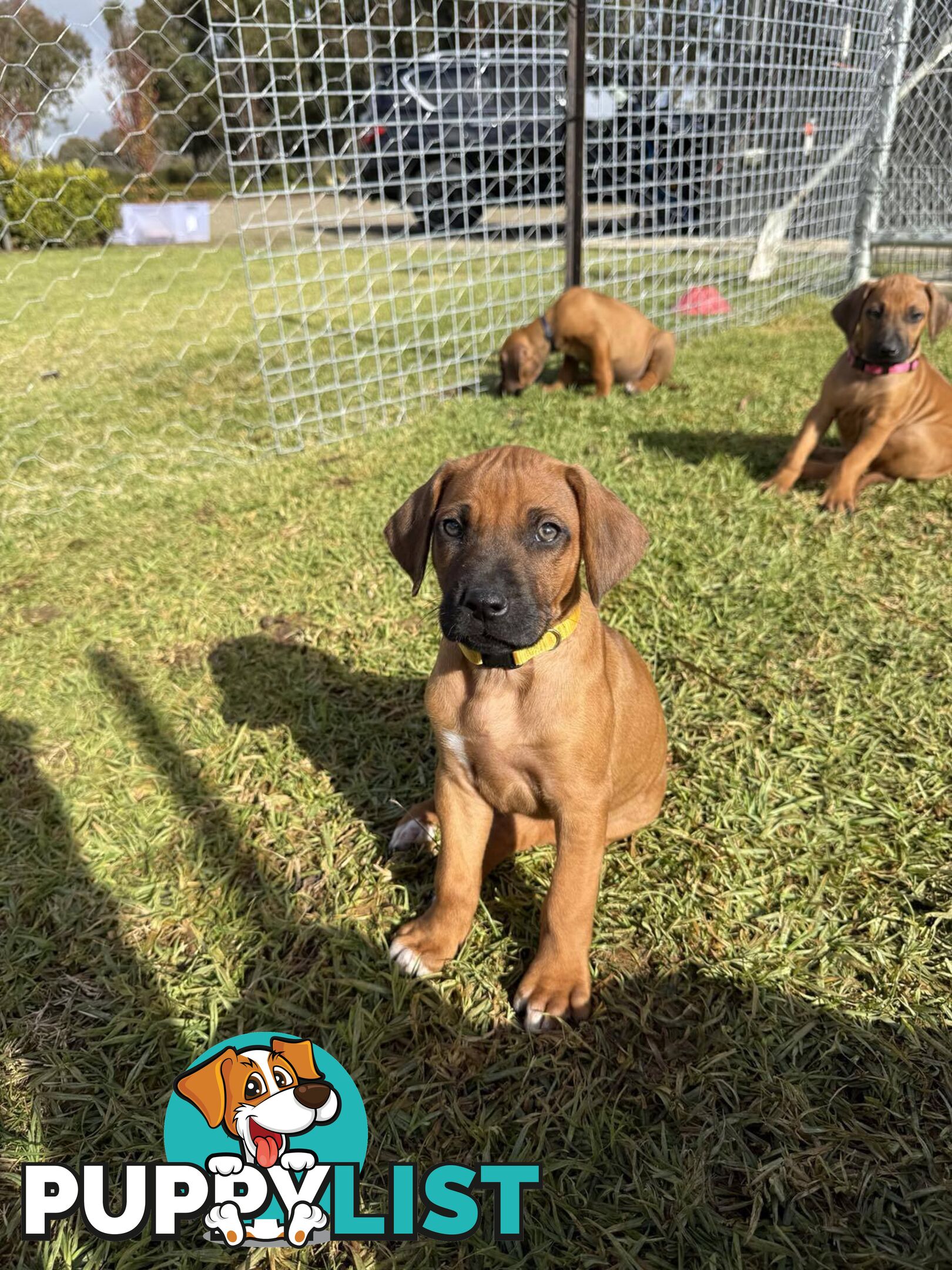 Rhodesian Ridgeback Puppies