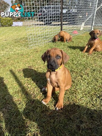 Rhodesian Ridgeback Puppies