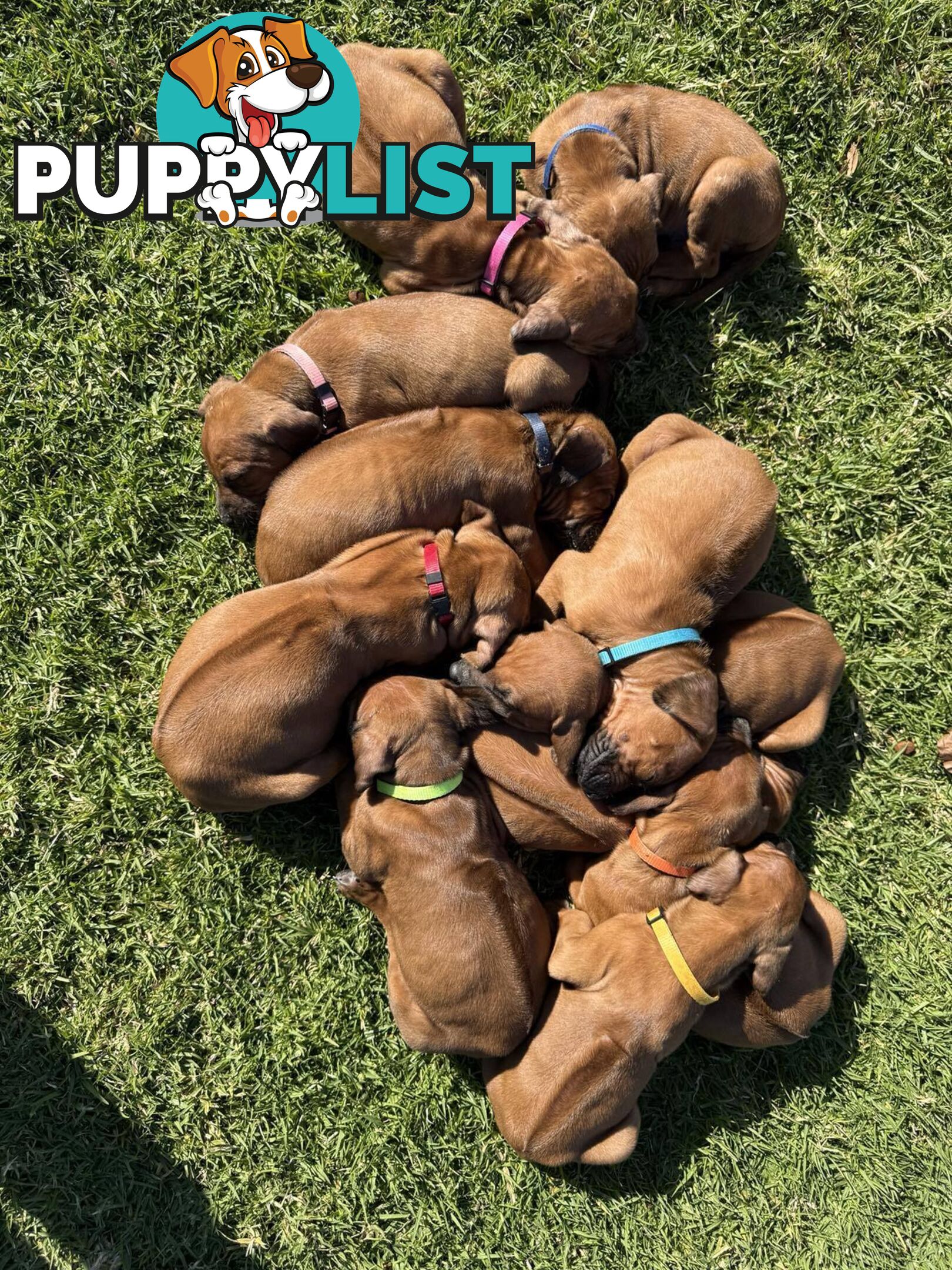 Rhodesian Ridgeback Puppies