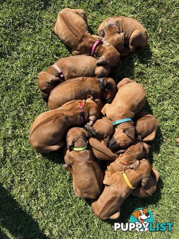 Rhodesian Ridgeback Puppies
