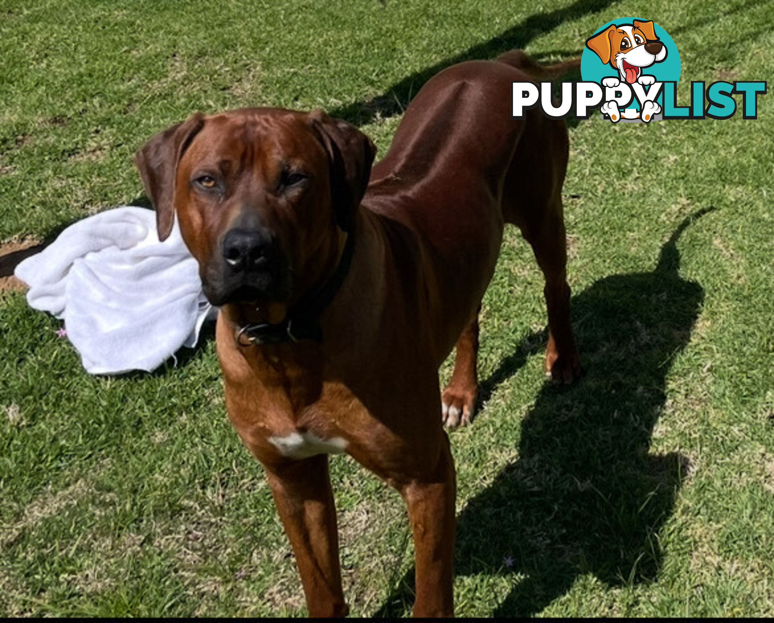 Rhodesian Ridgeback Puppies