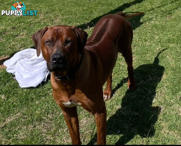 Rhodesian Ridgeback Puppies