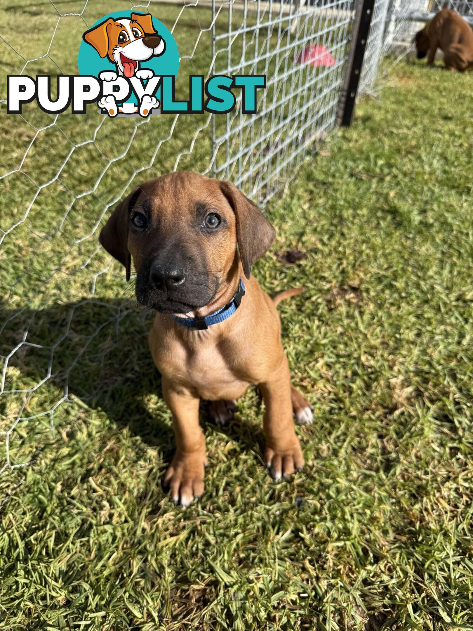 Rhodesian Ridgeback Puppies