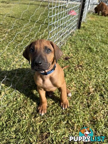 Rhodesian Ridgeback Puppies