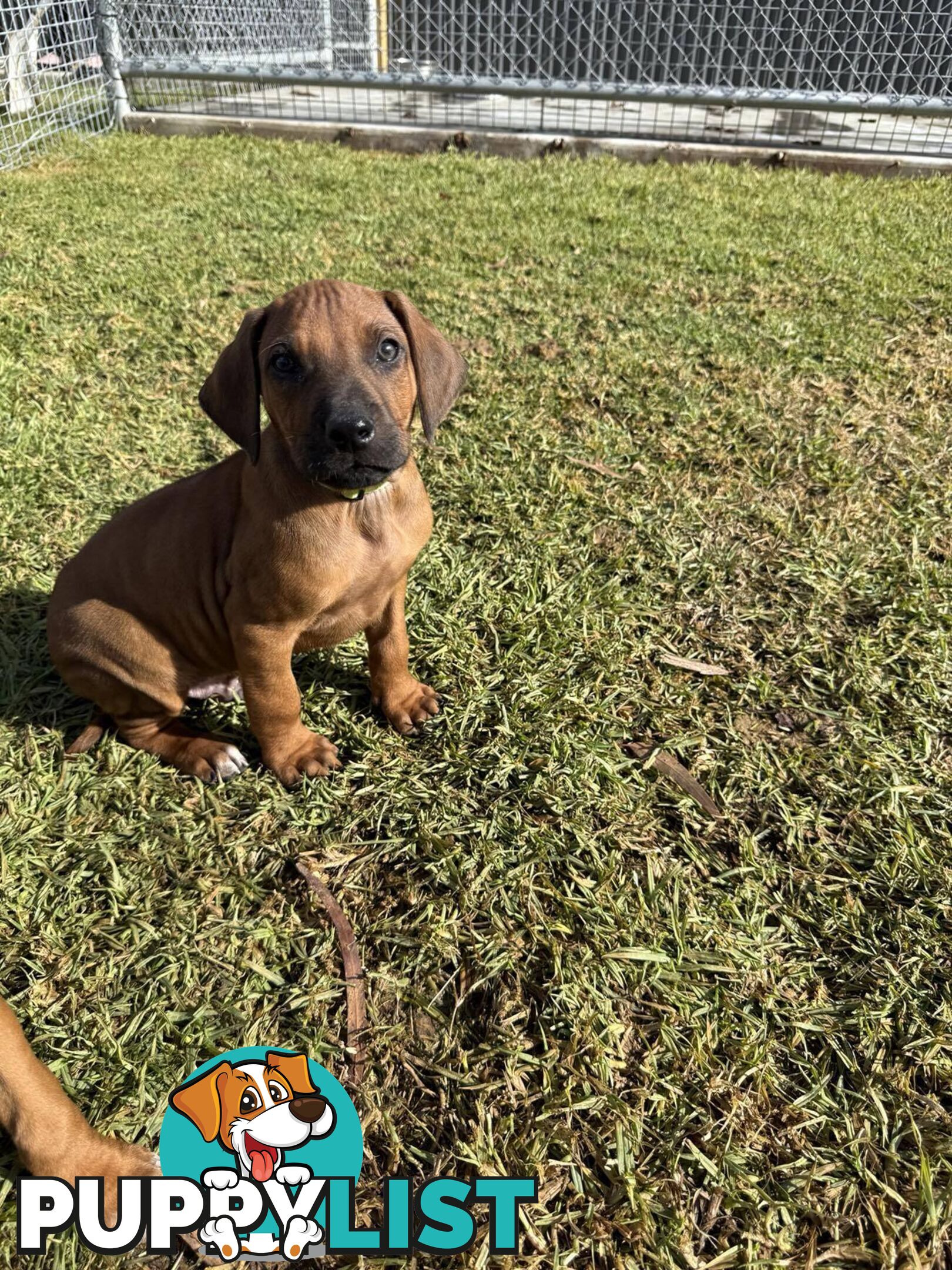 Rhodesian Ridgeback Puppies