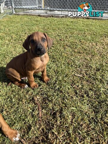 Rhodesian Ridgeback Puppies