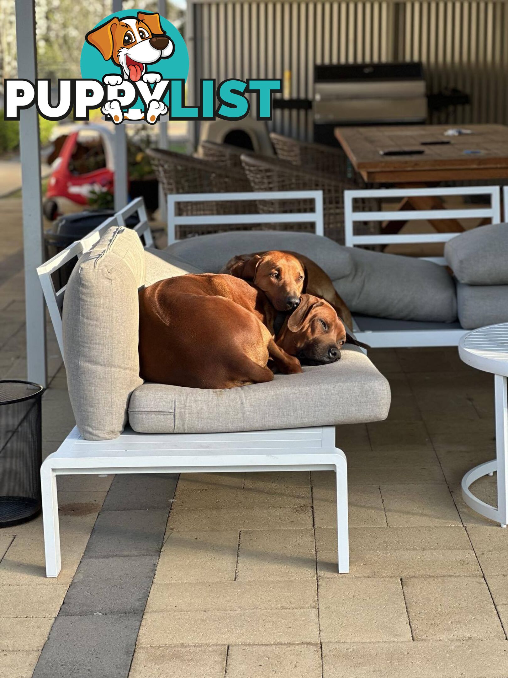 Rhodesian Ridgeback Puppies