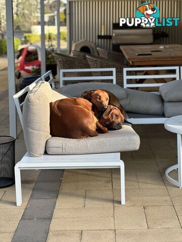 Rhodesian Ridgeback Puppies