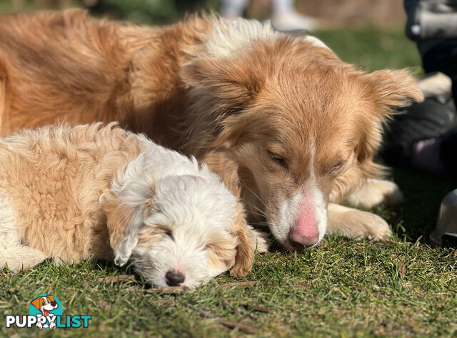 Bordoodle puppies