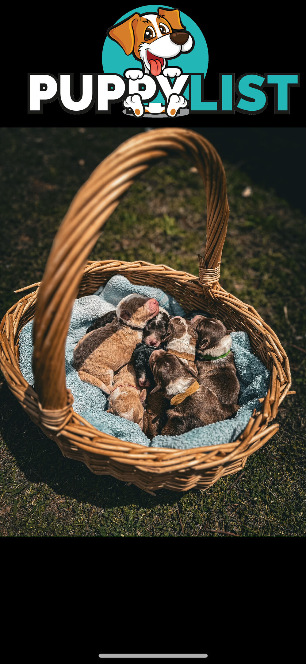 Bordoodle puppies