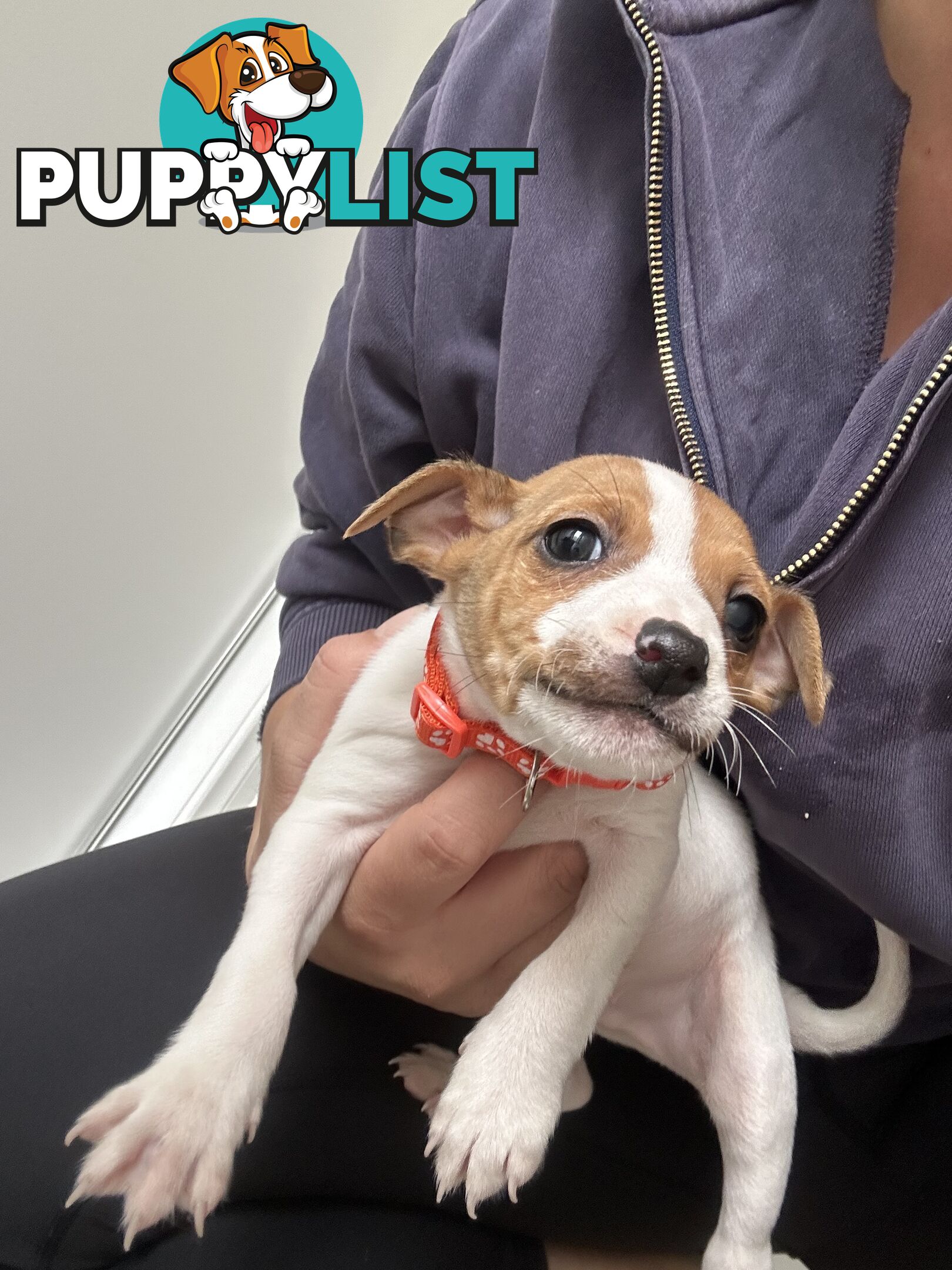 Mini Foxy Pups For sale