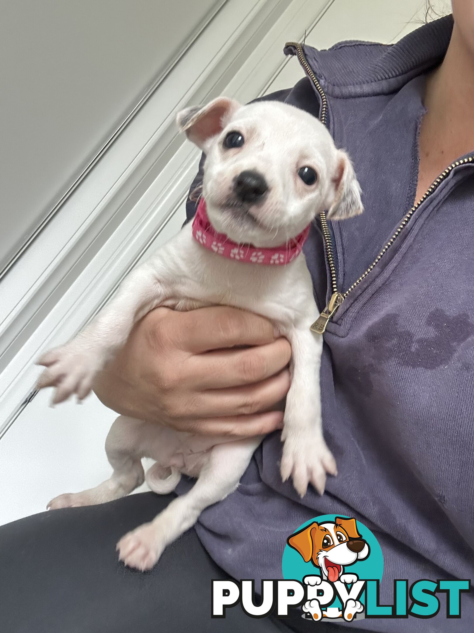 Mini Foxy Pups For sale