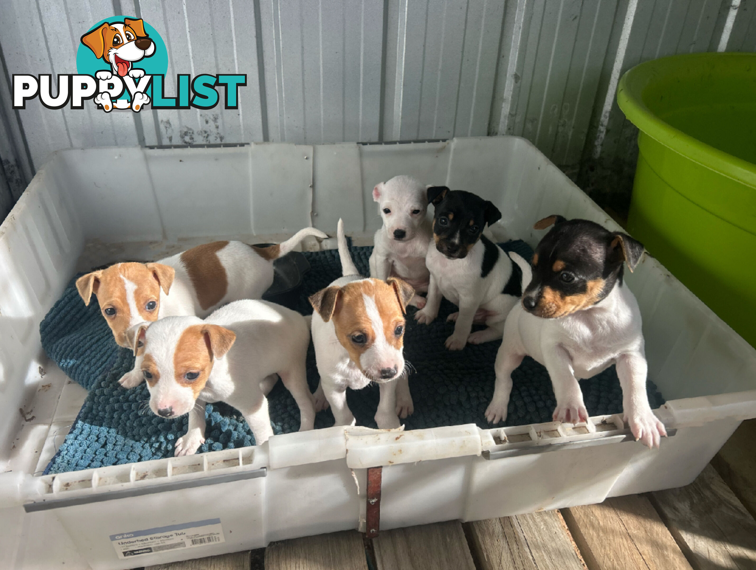Mini Foxy Pups For sale
