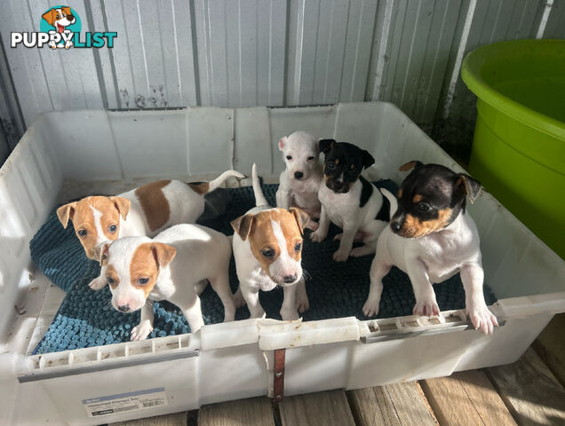 Mini Foxy Pups For sale