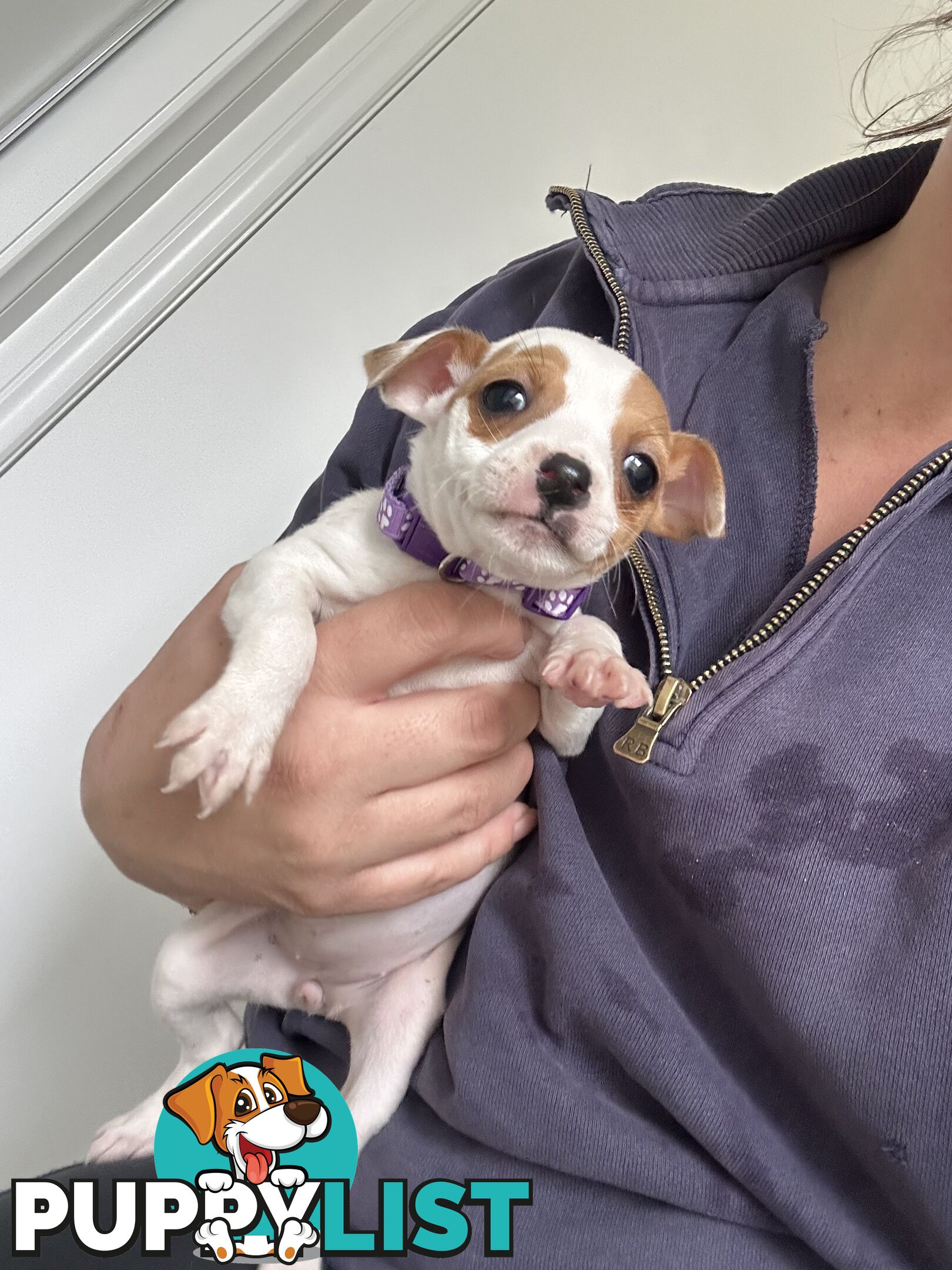 Mini Foxy Pups For sale