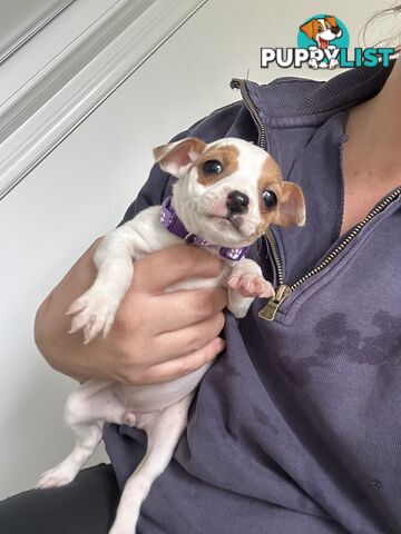Mini Foxy Pups For sale