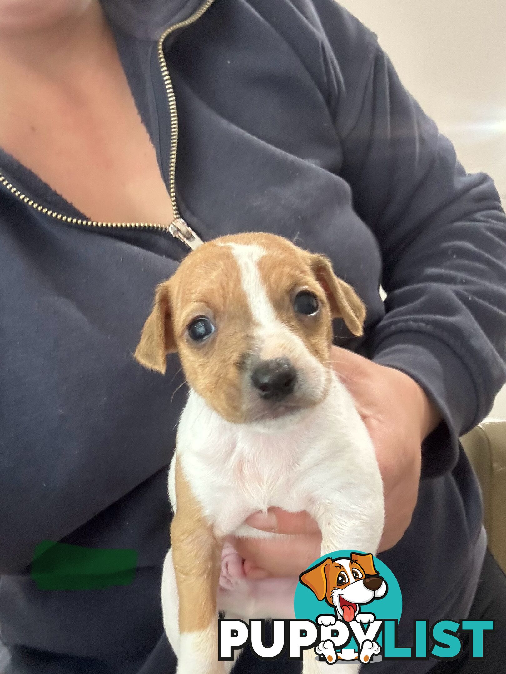 Mini Foxy Pups For sale