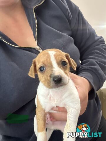 Mini Foxy Pups For sale