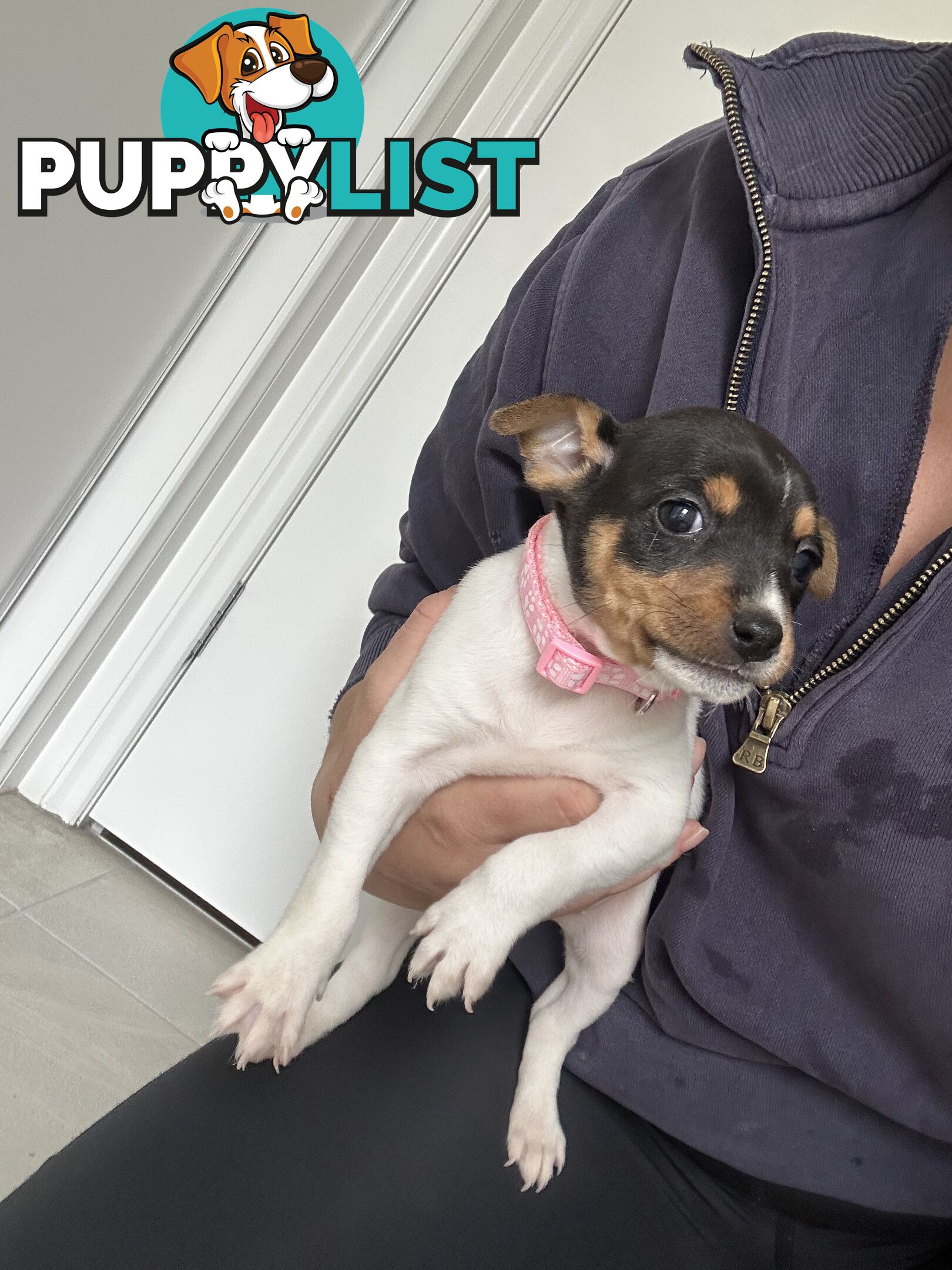 Mini Foxy Pups For sale