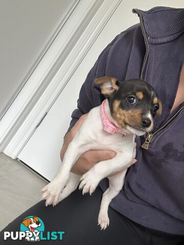 Mini Foxy Pups For sale