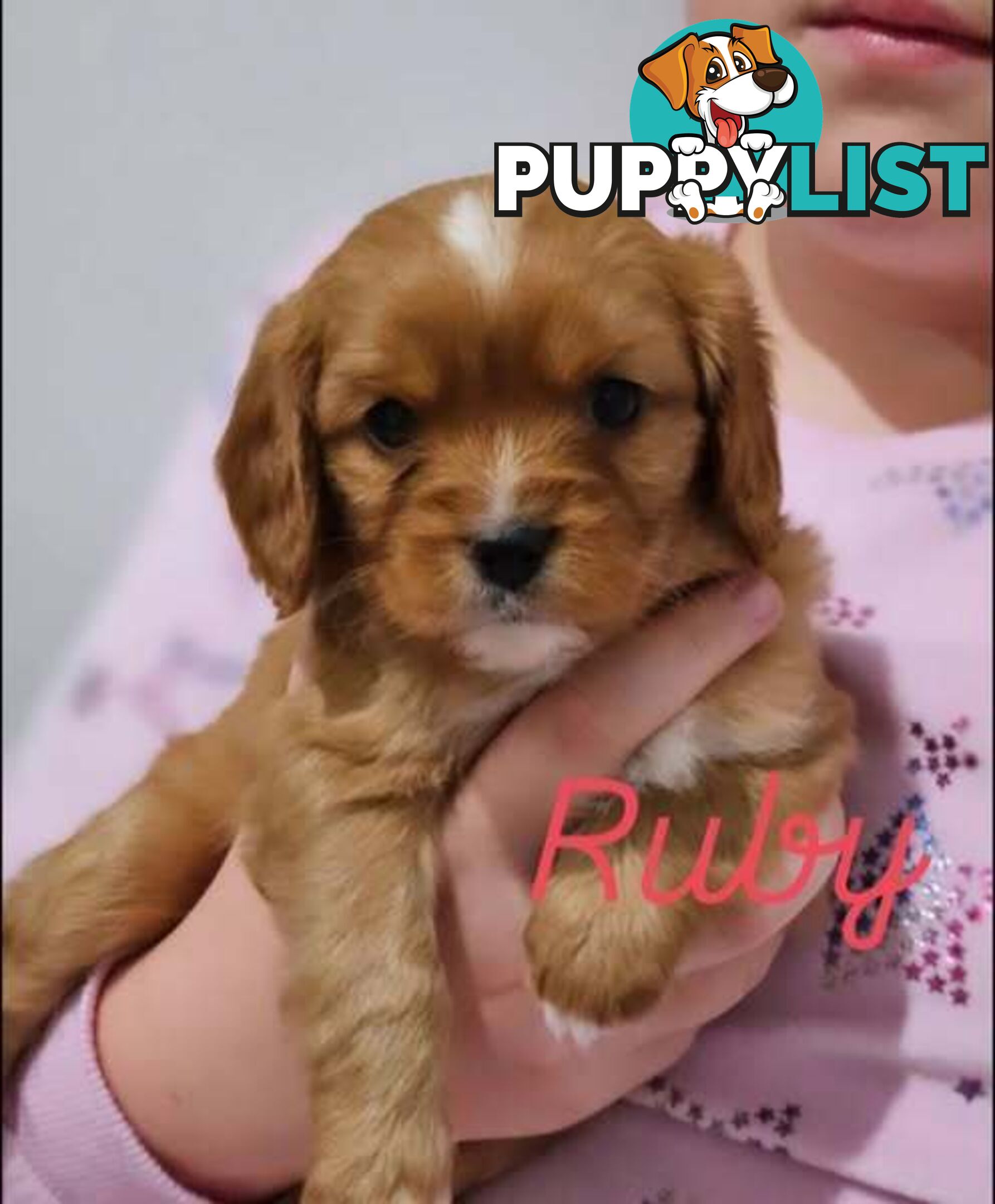 Toy Cavoodles - Ready Now!