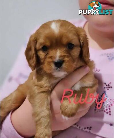 Toy Cavoodles - Ready Now!