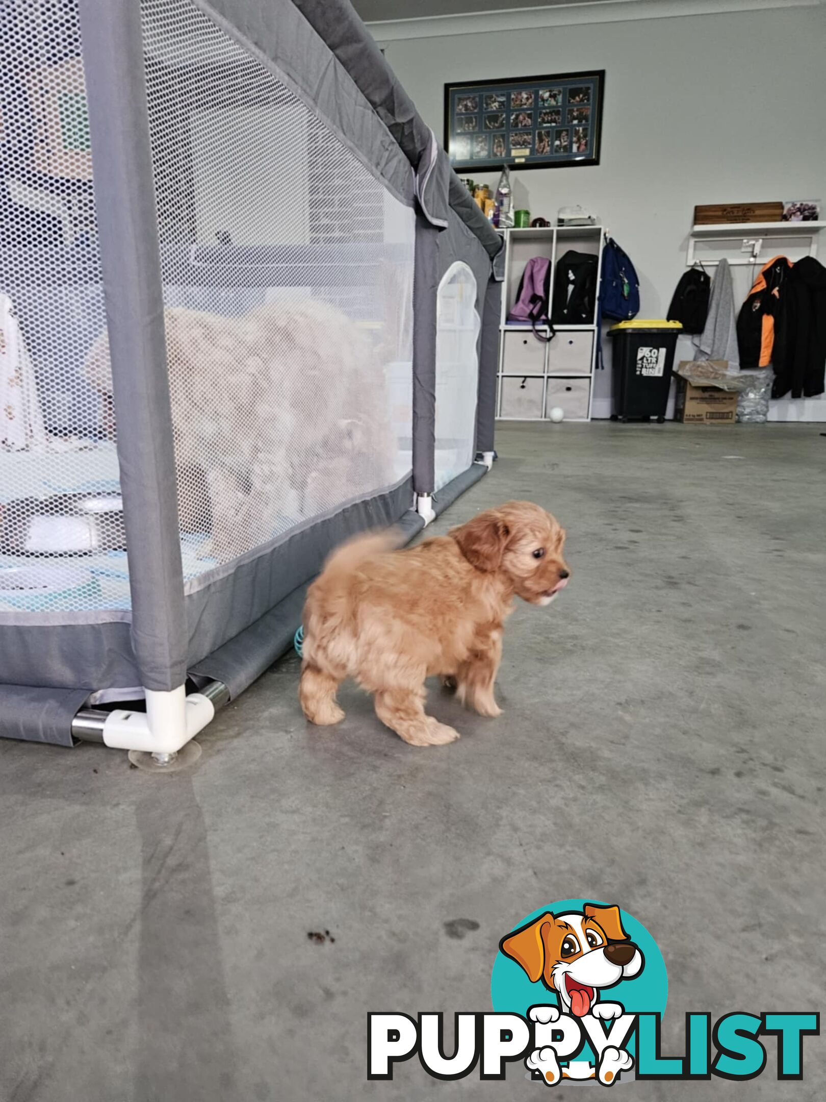 Toy Cavoodles - Ready Now!