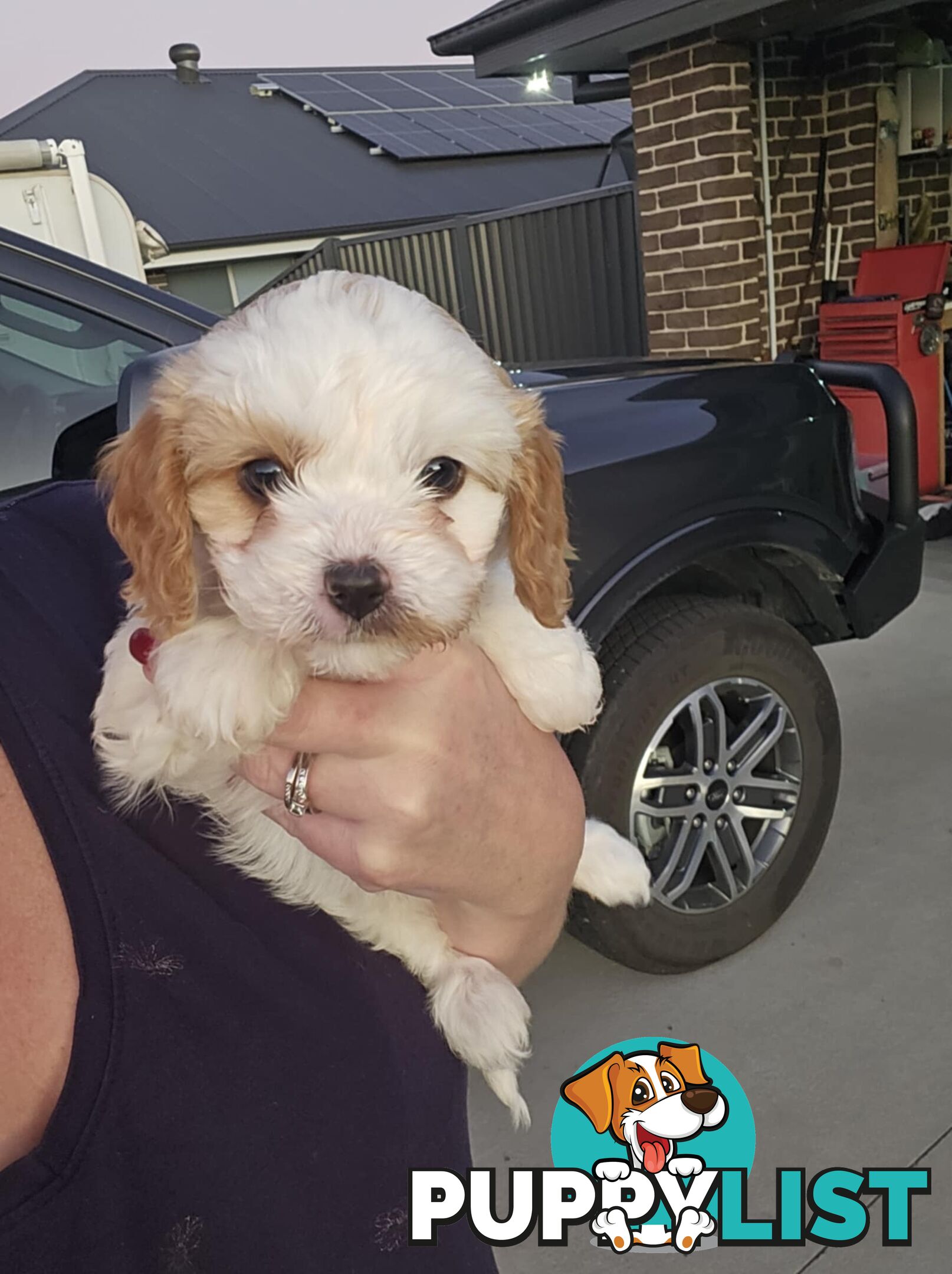 Toy Cavoodles - Ready Now!