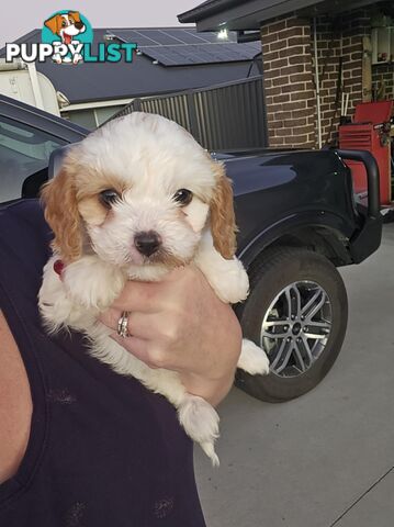 Toy Cavoodles - Ready Now!