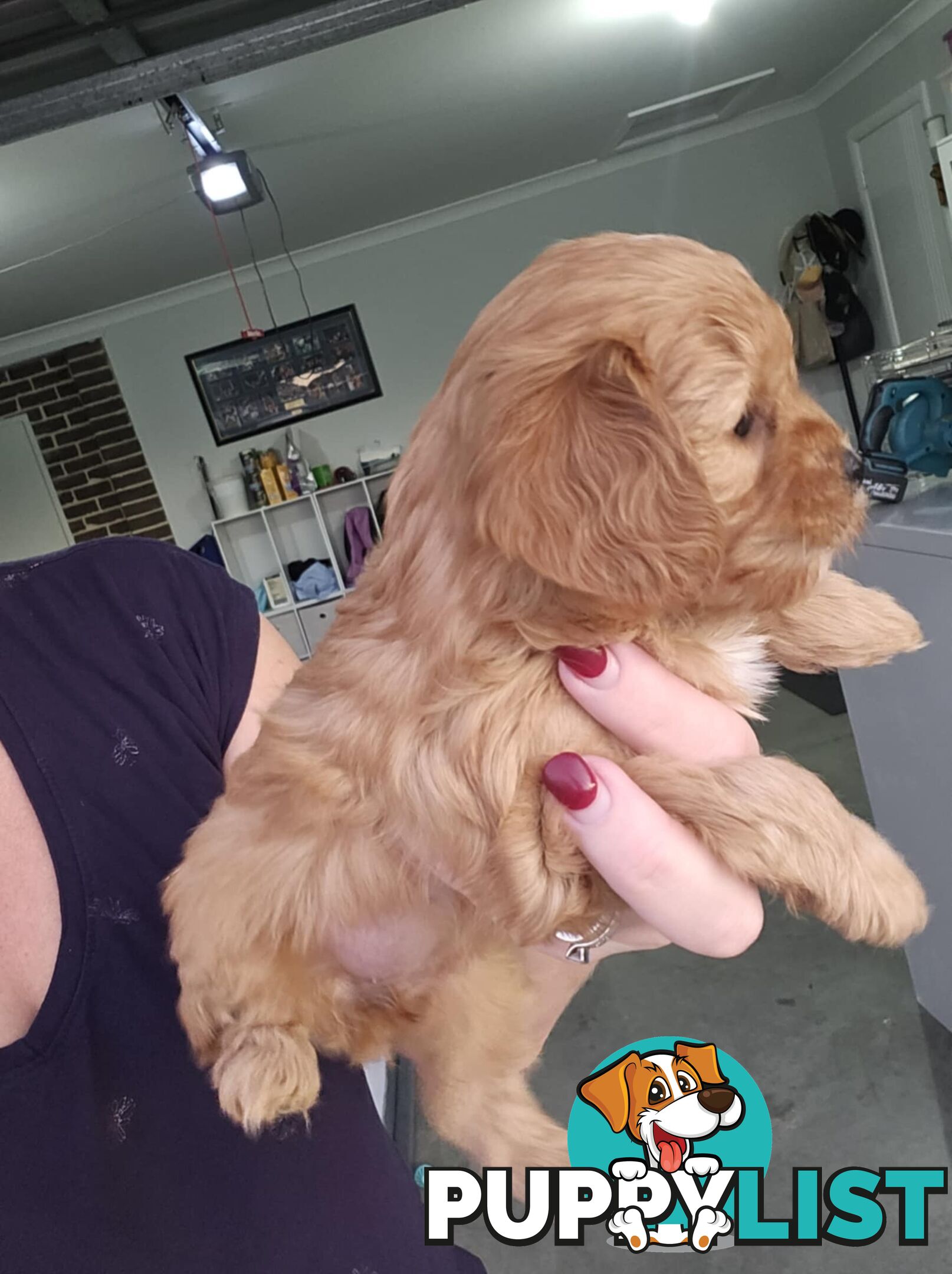 Toy Cavoodles - Ready Now!