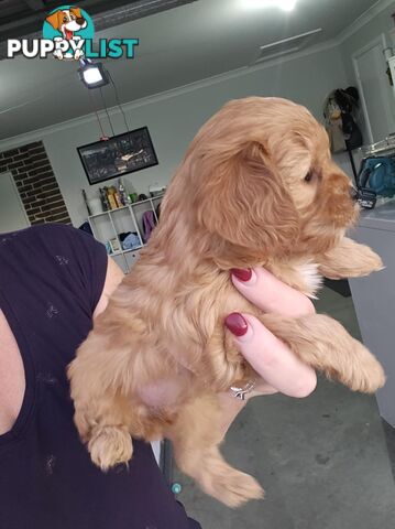 Toy Cavoodles - Ready Now!