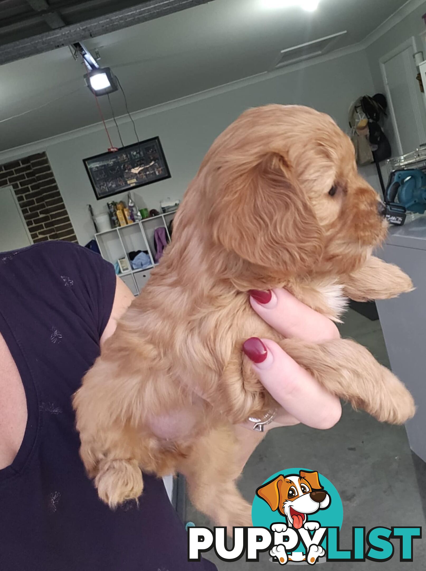 Toy Cavoodles - Ready Now!