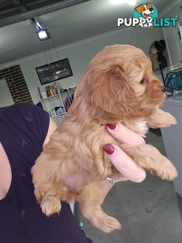 Toy Cavoodles - Ready Now!