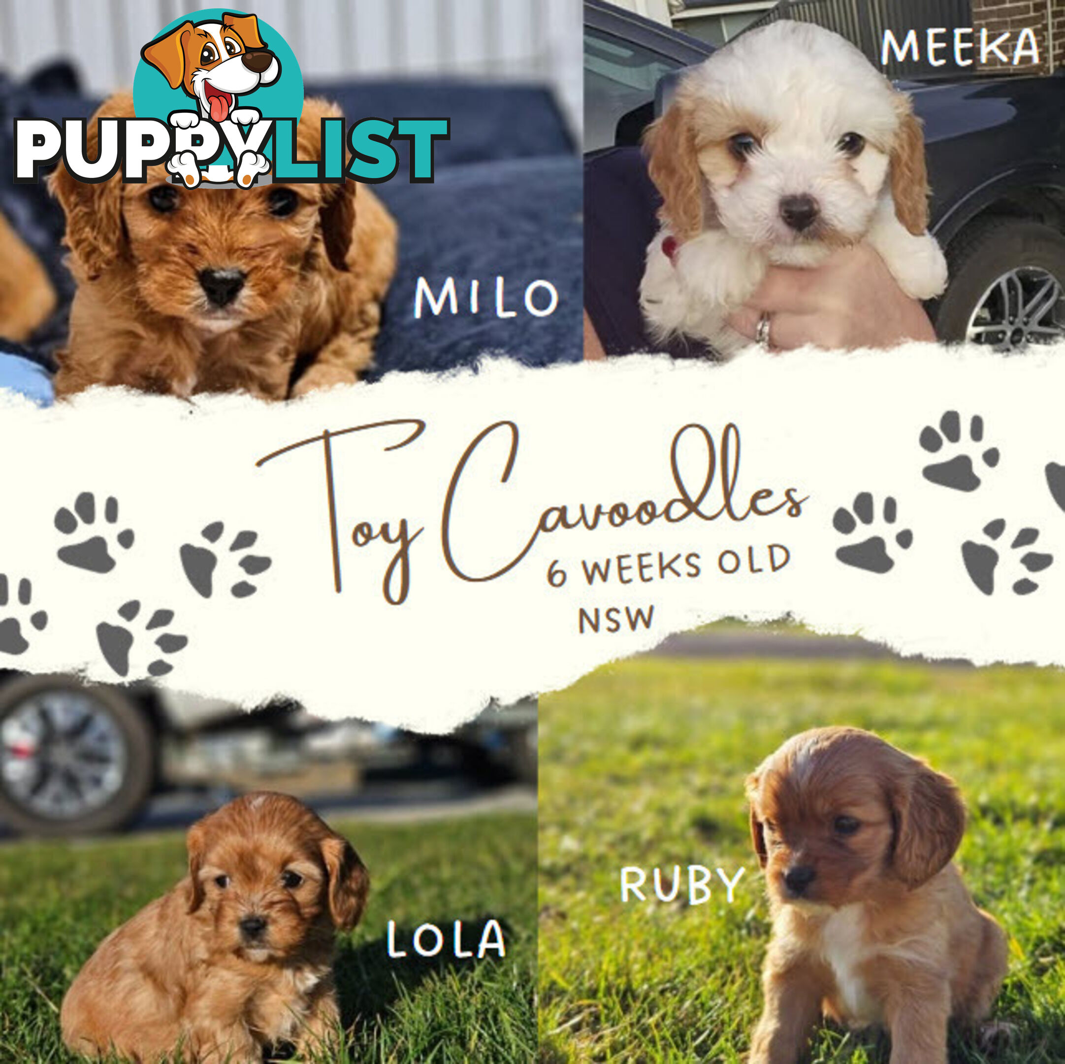 Toy Cavoodles - Ready Now!