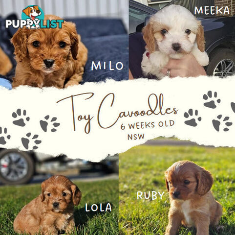Toy Cavoodles - Ready Now!