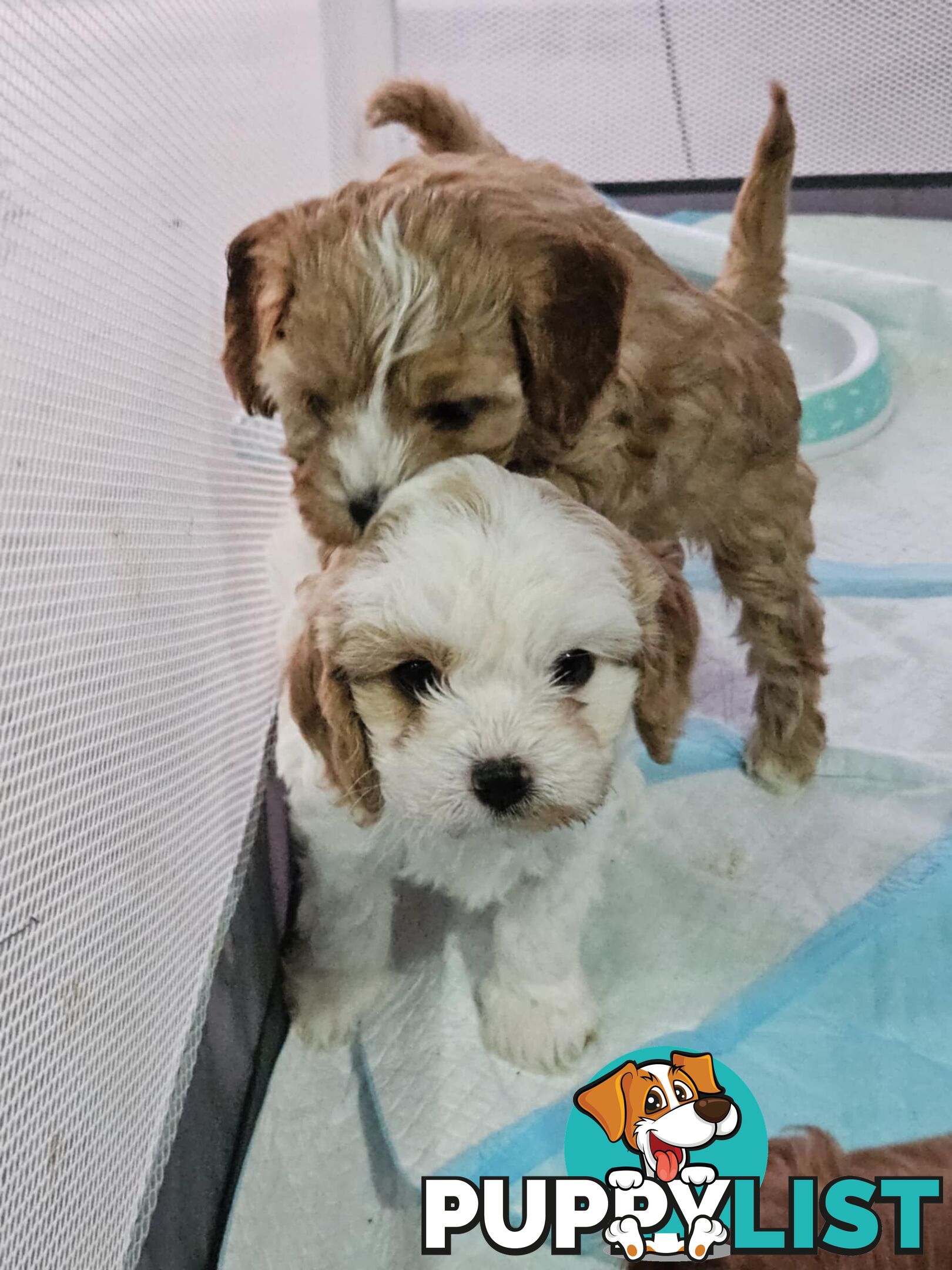 Toy Cavoodles - Ready Now!