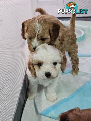 Toy Cavoodles - Ready Now!