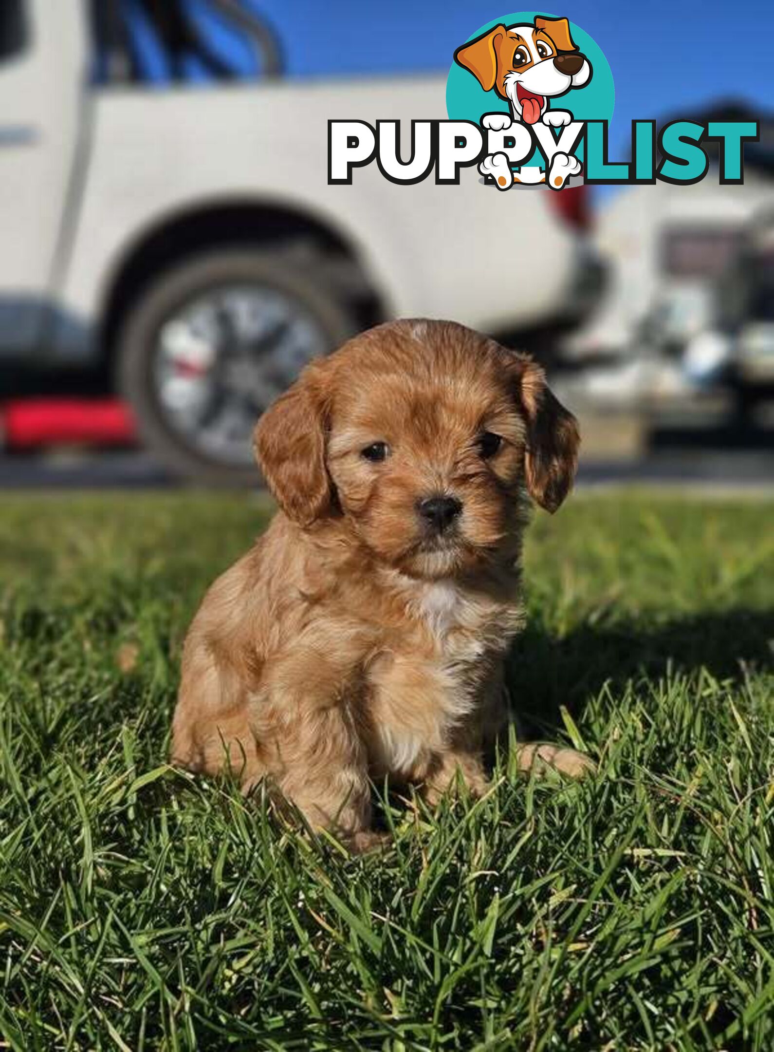 Toy Cavoodles - Ready Now!