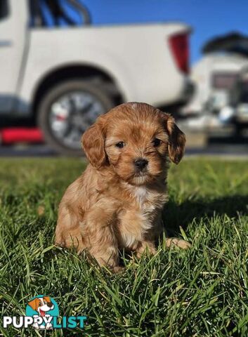 Toy Cavoodles - Ready Now!