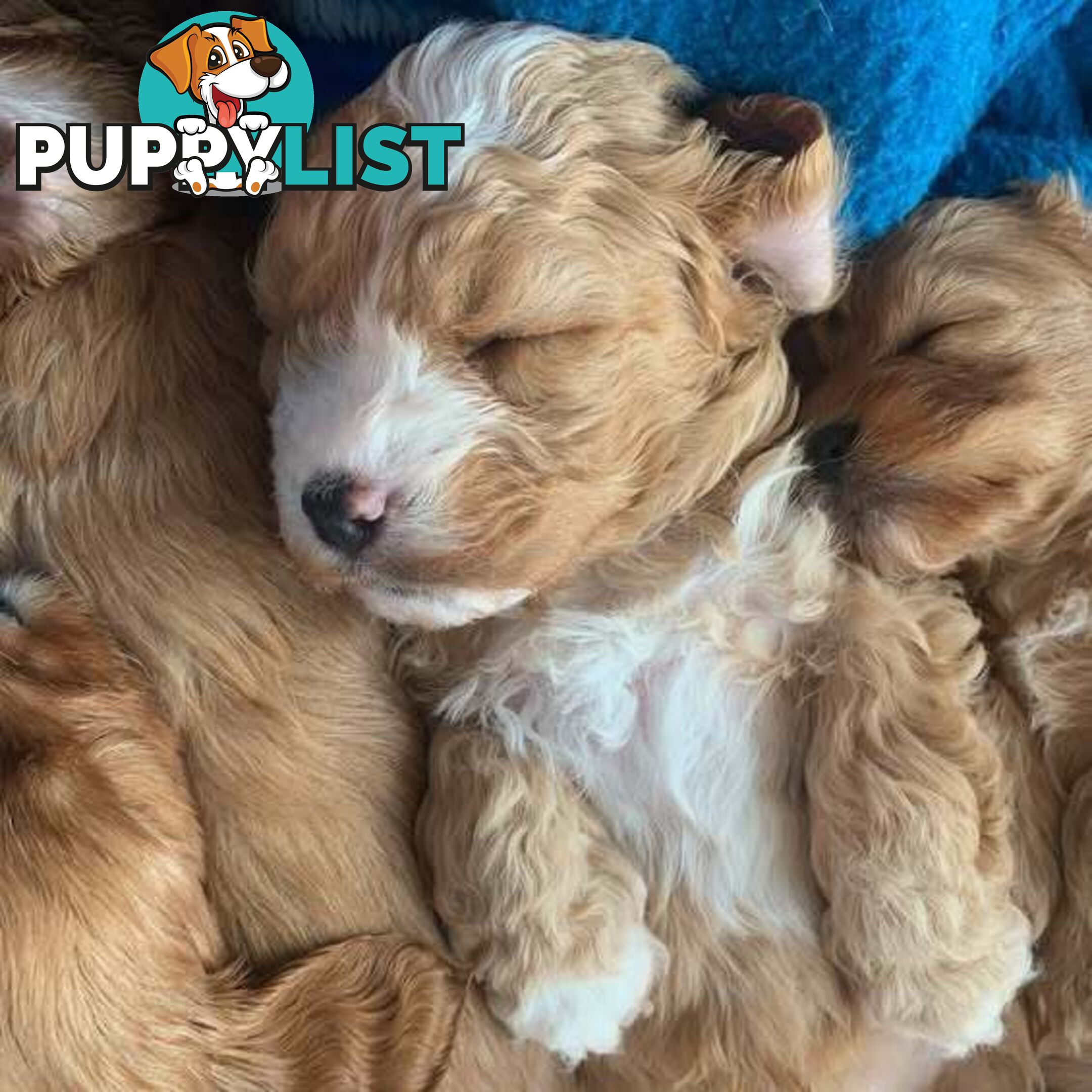 Toy Cavoodles - Ready Now!