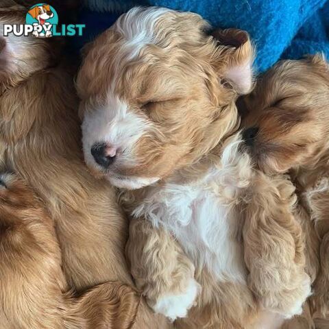 Toy Cavoodles - Ready Now!