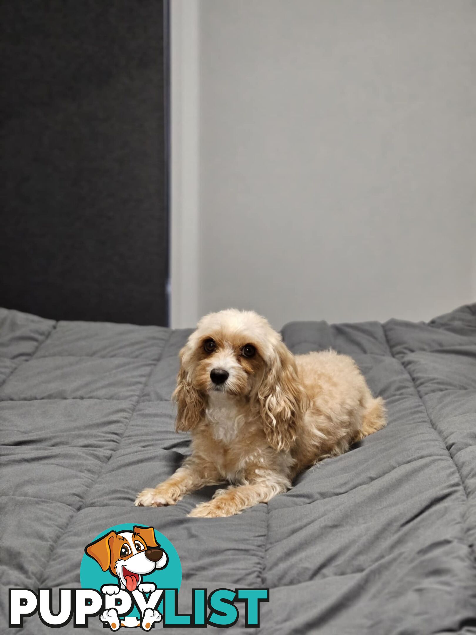 Toy Cavoodles - Ready Now!