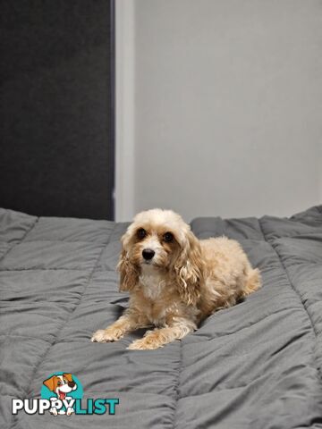 Toy Cavoodles - Ready Now!