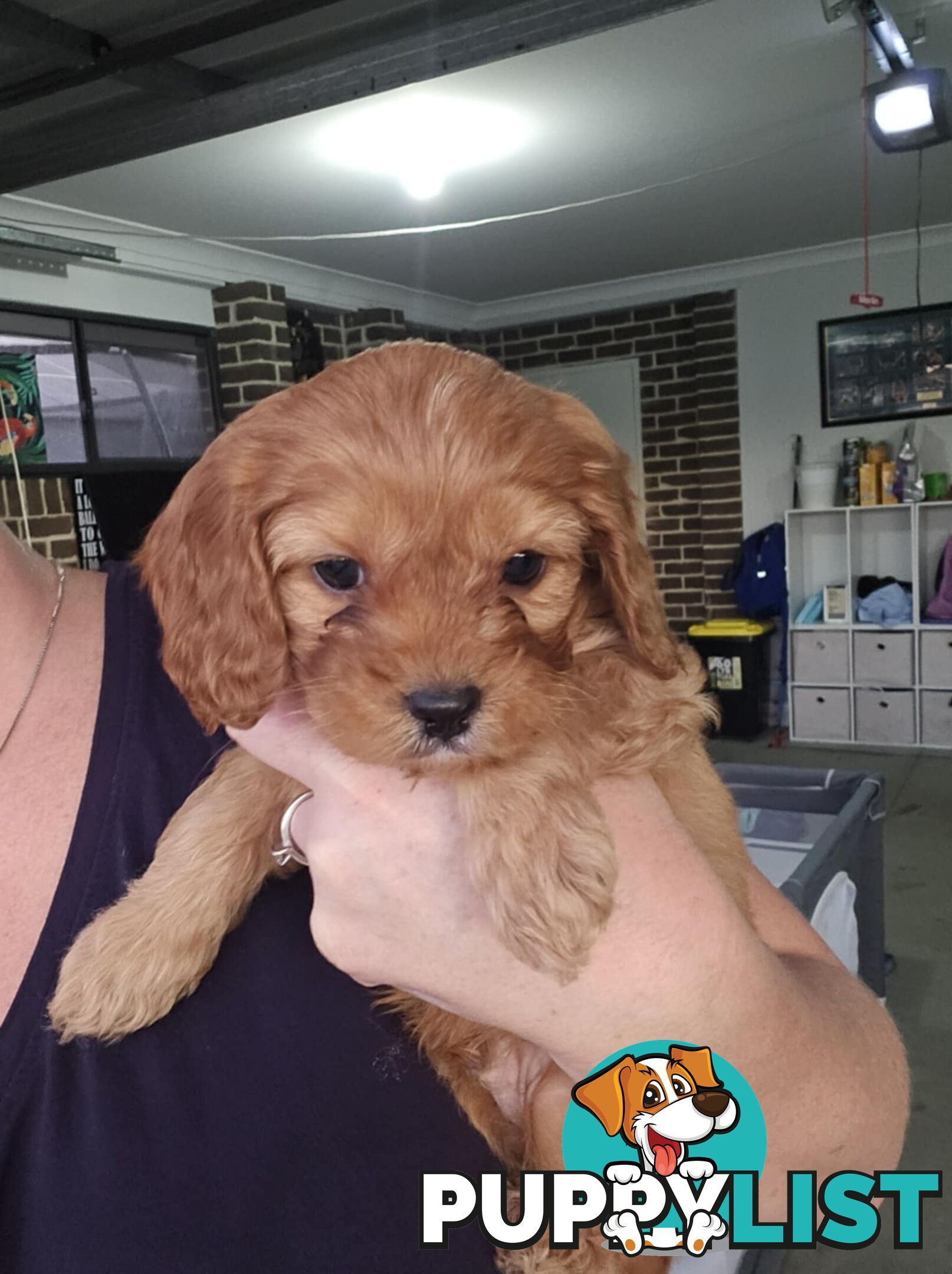 Toy Cavoodles - Ready Now!
