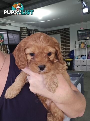 Toy Cavoodles - Ready Now!