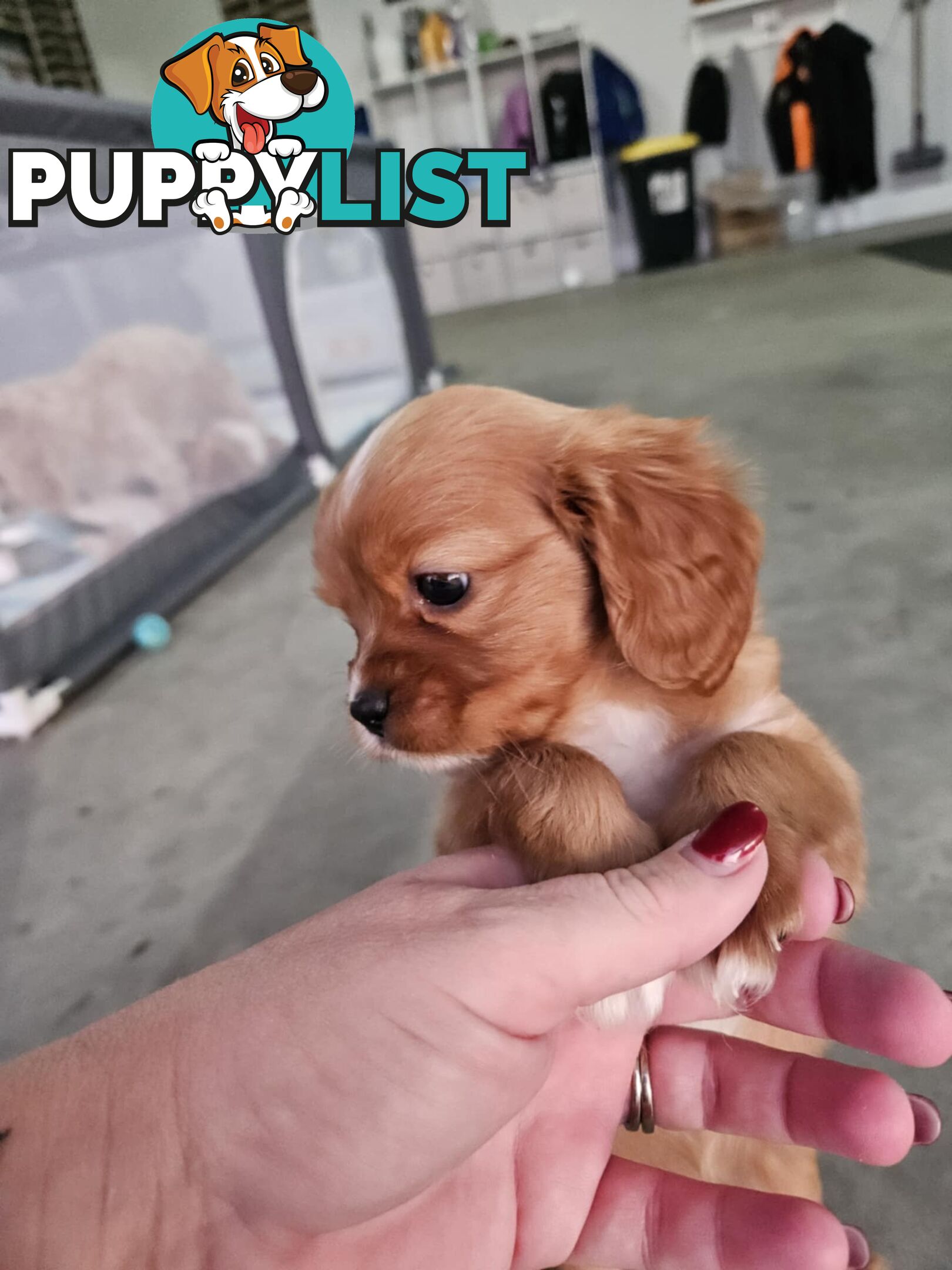 Toy Cavoodles - Ready Now!