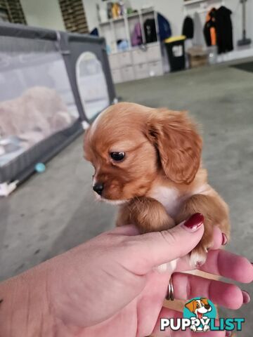 Toy Cavoodles - Ready Now!