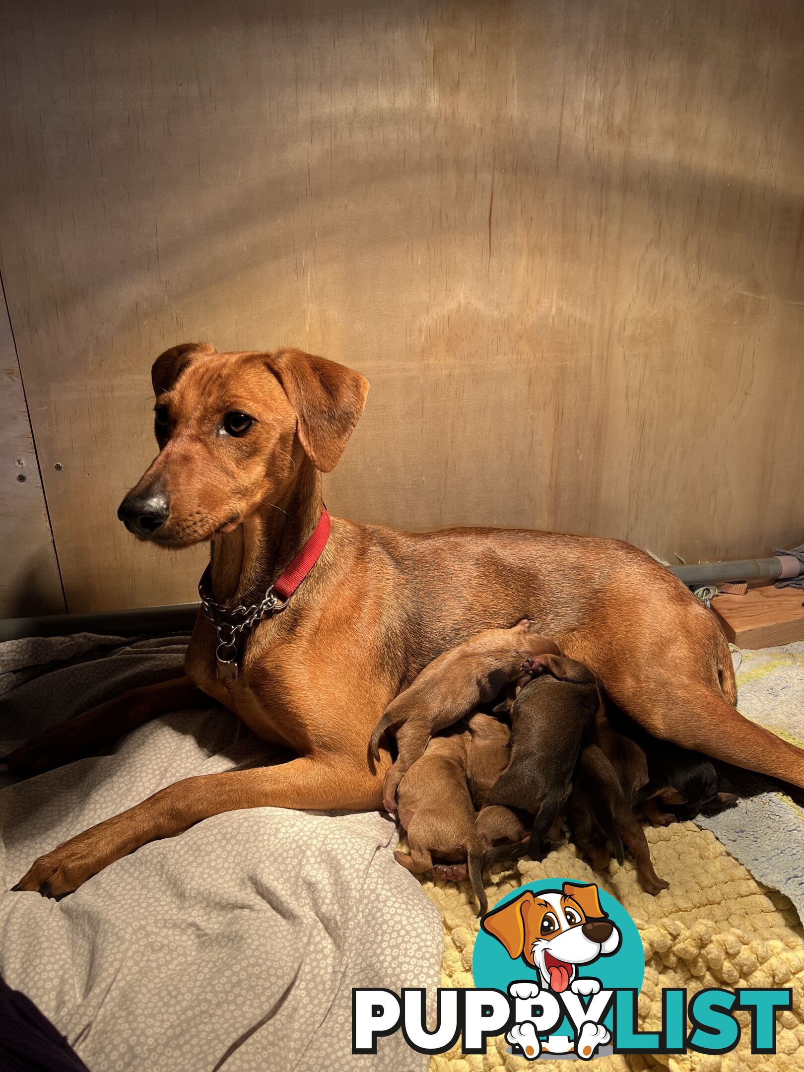 Rare German Pinscher x Miniature Pinscher Puppies – 7 Gorgeous Girls