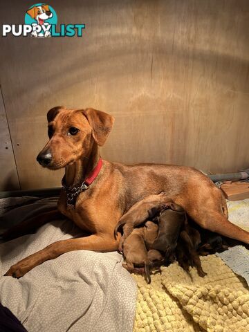 Rare German Pinscher x Miniature Pinscher Puppies – 7 Gorgeous Girls
